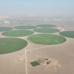 Dubai desert wheat farm